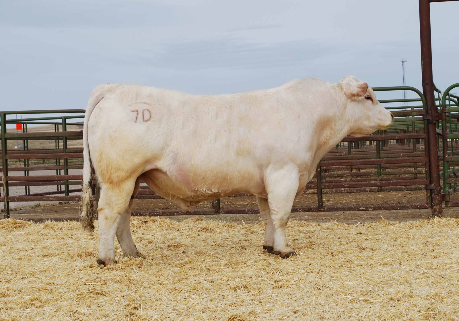 highest selling charolais bull